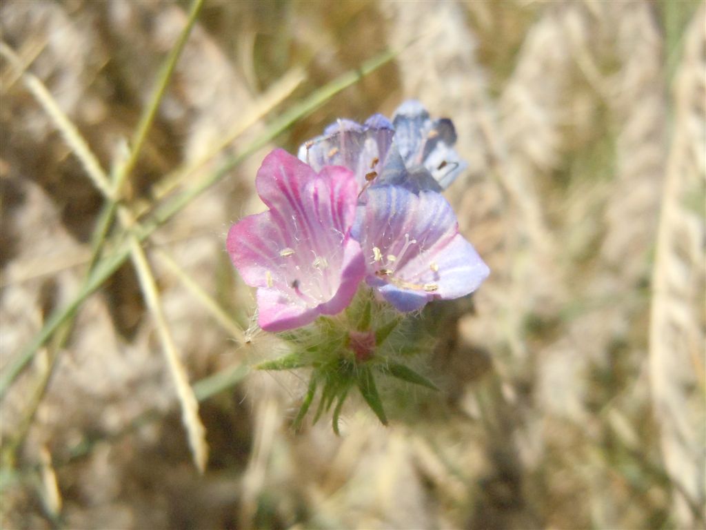 Echium sabulicola / Viperina delle spiagge